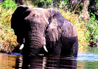 A picture of Bull elephants  in Okavango Delta, Botswana