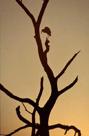 Picture of Sunrise in Botswana