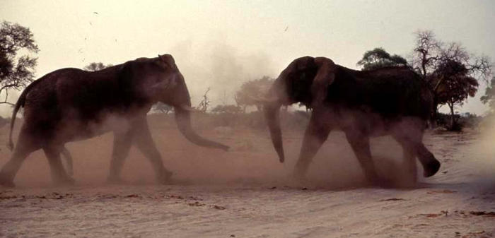 pictire of fighting bulls in musk