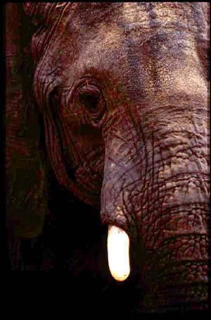 bull elephant