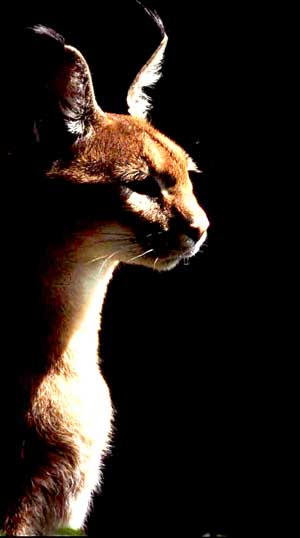 Picture of Caracal Lynx