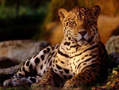 picture of jaguar in evening light