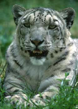 picture of snow leopard