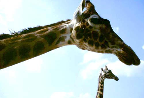 pic of giraffe
