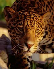 pic of jaguar on prowl