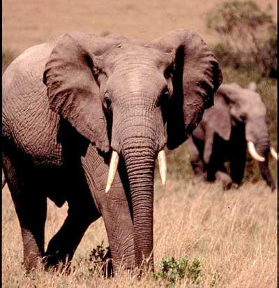 Picture of Bull elephants